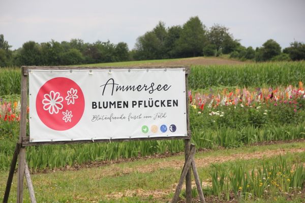 Banner Ammersee Blumen pflücken