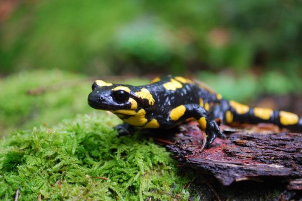 Feuersalamander