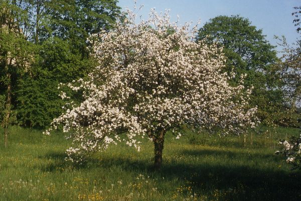 Obstbaum-Blühte