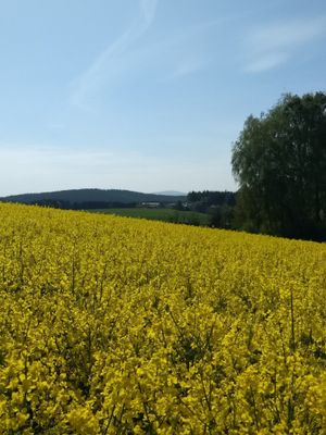 GER00020061137438651