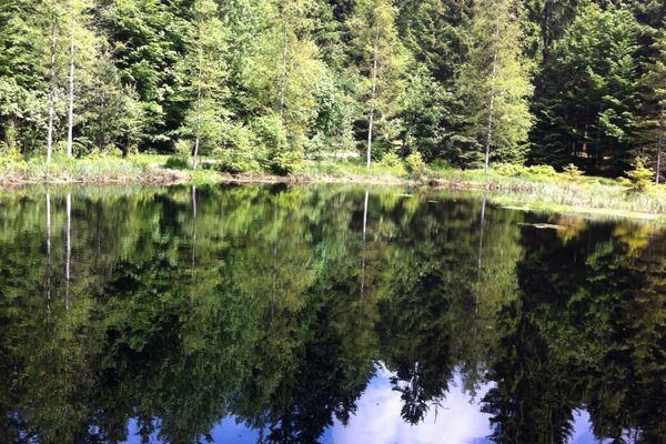Auf der Oberfläche des Grimmeisenweihers spiegeln sich wunderschön die am Ufer stehenden Bäume und ein Teil des Himmels.