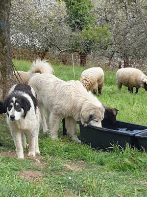 Herdenschutzhunde