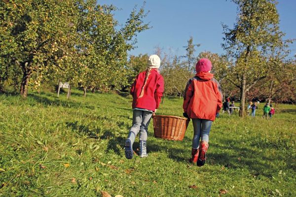 Zwei Mädchen tragen gemeinsam einen Holzkorb, den sie gleich bei der herbstlichen Obsternte benötigen werden.