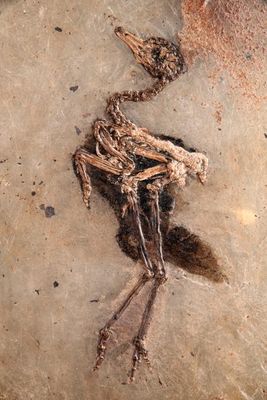 Ralle, Heimat- und Fossilienmuseum Messel