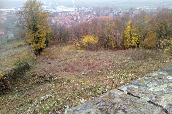 Teilweise freigestellte Wiese (Nov. 2020)