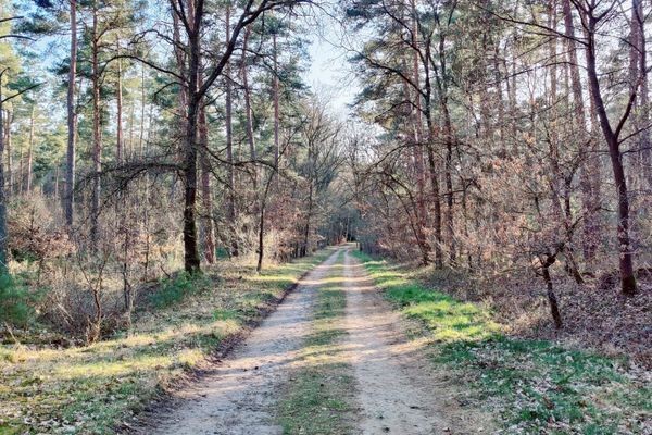 Ein schmaler Weg schlängelt sich durch den lichten Kiefernwald zwischen Niendorf I und dem sagenumwobenen Sirachsberg. Hier wechselt das Licht je nach Tageszeit die Stimmung – mal ruhig und verschattet, mal voller goldener Sonnenflecken. Der Pfad lädt zum Innehalten, Durchatmen und Lauschen ein. Ideal für alle, die sich gern zwischen Natur und Geschichte bewegen.