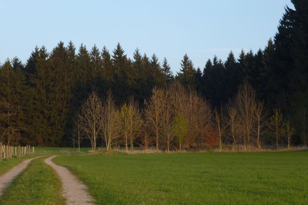 Auf breiten Forstwegen geht es durch Wald und Wiesen.
