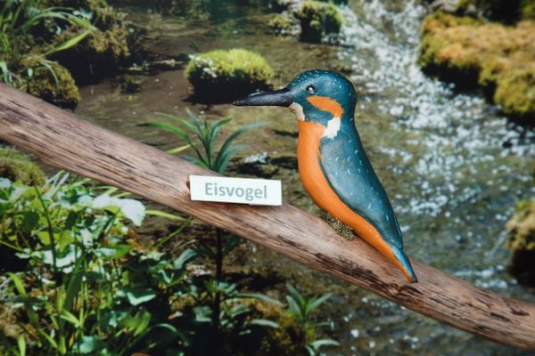 Eisvogel