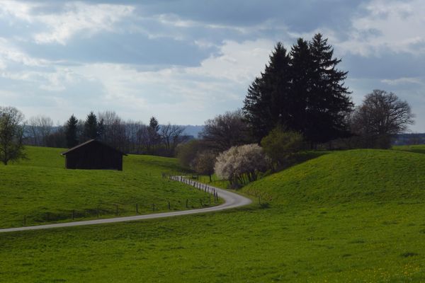 Mitten durch die idyllische Hügellandschaft führt der Weg vom Schellenberg zurück nach Eberfing.