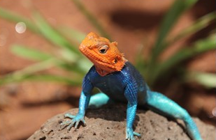 Das Bild zeigt einen farbenfrohen Felsenagamen, dessen Kopf in kräftigem Orange leuchtet, während sein Körper in leuchtendem Blau schimmert. Die Eidechse steht auf einem Felsen vor einem unscharfen Hintergrund mit grünem Gras.