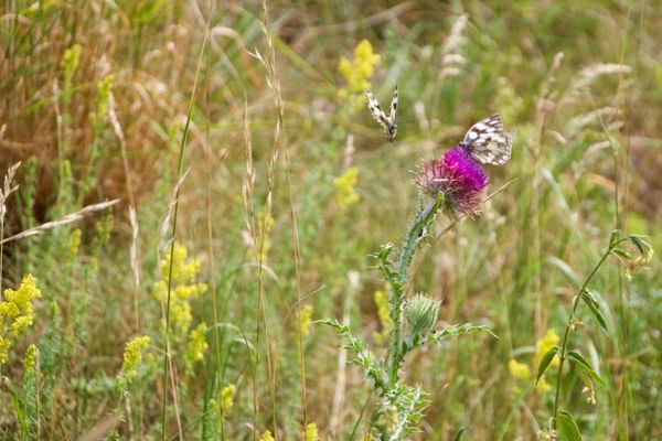 Eine Wiese mit vielen gelben und einer rötlichen Blume, auf der ein schwarz-weißer Schmetterling sitzt.