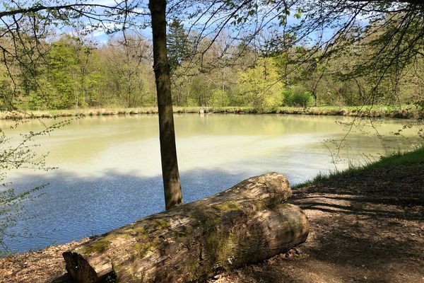 Blick auf einen Teich, der von Bäumen umstanden ist. Im Vordergrund liegt ein großer Holzstamm wie eine Bank bereit. Es ist sommerlich schönes Wetter.