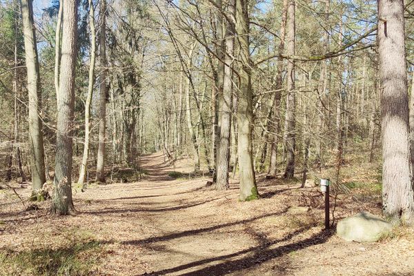 Ein idyllischer Waldweg mit Laub- und Nadelbaumbestand nahe Bad Bevensen. Ideal für Radfahrer und Wanderer in der Lüneburger Heide.