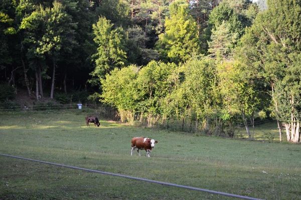 Der Wanderweg führt direkt an den Weiden vom Biohof vorbei.