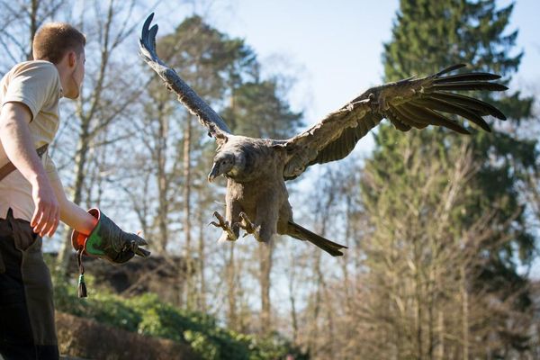 Greifvogelshow