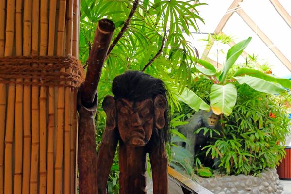 Tikimann