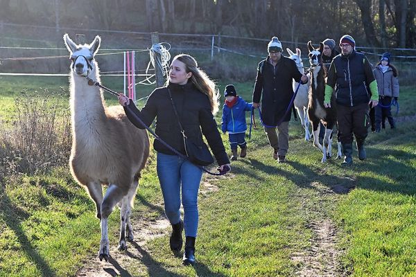 Bild des Datensatzes Familienwanderung mit den Pfalz Lamas