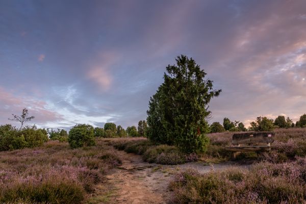 Lila blühende Heidefläche bei Sonnenuntergang mit Sandpfad