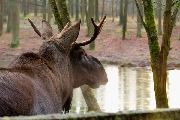 Wildpark Schweinfurt, Elch Lasse