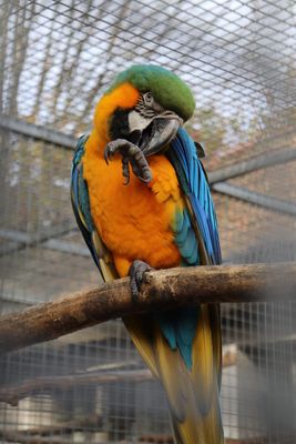Vogelpark Groß-Rohrheim