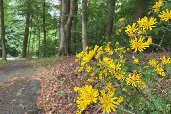 Waldweg im Rießel bei Bad Bevensen