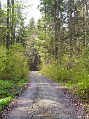 Waldweg