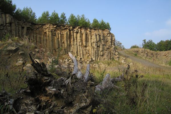 Meterhoch türmt sich Säulenbasalt an der Abbruchkante des Steinbruchs. Davor liegt totes Gehölz in der Wiese.