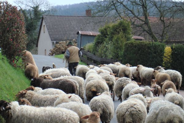 Schafherde am Sommerberg