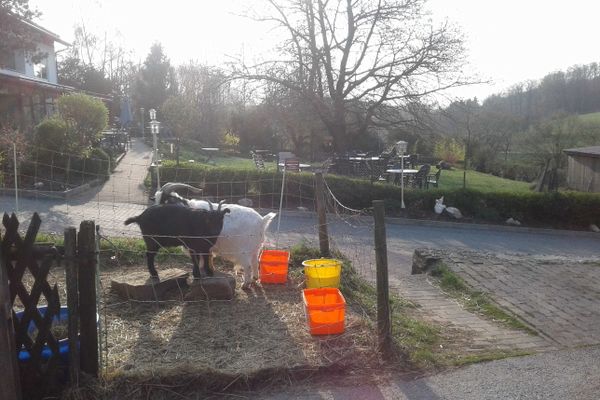 Ziegen