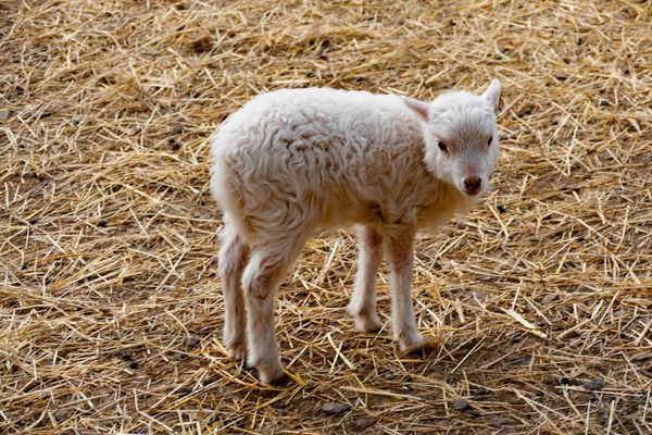 Ein Lämmchen im Tierpark Erlenbach