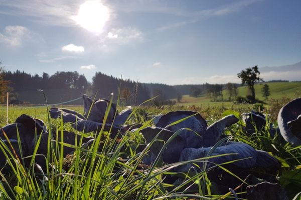 Lenis Selbstversorgergarten
