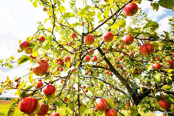 Ein Baum, der voller roter Äpfel ist.