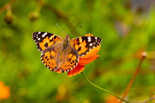 AdobeStock_8fp8ct.jpg