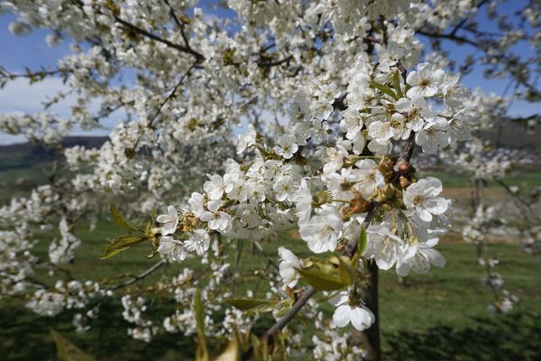 Blick auf einen Zweig, der voller weißer Kirschblüten hängt.