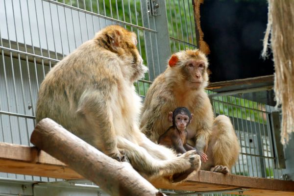 Bergtierpark Fürth