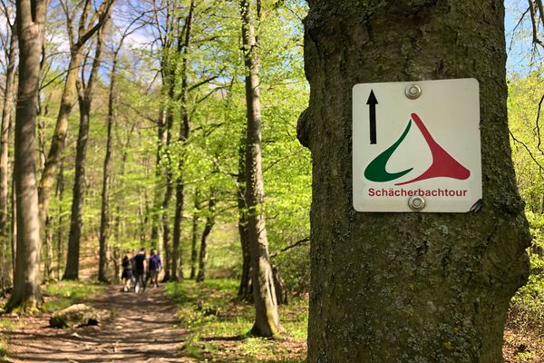 Blick auf einen Waldweg, auf dem weiter hinten verschwommen eine Gruppe von Wanderern zu sehen ist. Im rechten Vordergrund ist an einem Baumstamm die Wegemarkierung der SchächerbachTour angebracht. Ein weißes Schild mit einem dreieckigen Zeichen, dass aus einer linken geschwungenen Hälfte in Grün und einer rechten in rot besteht. Zudem zeigt ein schwarzer Pfeil geradeaus.