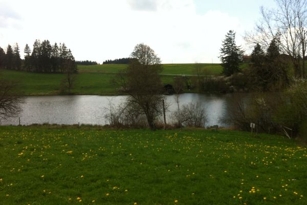 Über eine Löwenzahnwiese hinweg blickt der Betrachter auf einen See.