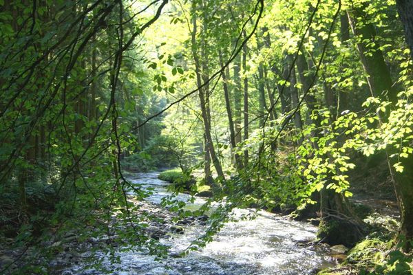 Durch sommerlich grünen Laubwald fließt der Bach im Perlbachttal.