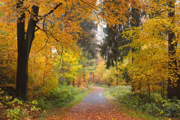 Strahlend bunt ist das Laub der Bäume die den sich leicht windenden Waldweg säumen.