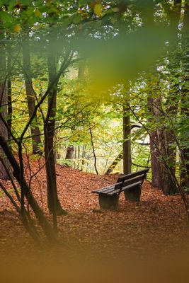 Parkbank im herbstlichen Park Allerhop