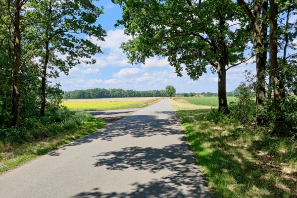 Gerade asphaltierte Landstraße zwischen zwei Laubbäumen, Blickrichtung auf offene Feldflur und Waldrand in der Ferne bei Holthusen II, mit Schatten der Baumkronen auf der Fahrbahn unter blauem Himmel.