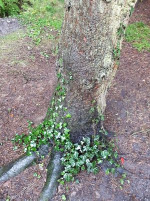 Efeu an einem Baum