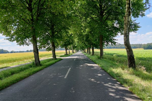 Gerade asphaltierte Landstraße zwischen Suderburg und Hösseringen, beidseitig gesäumt von dicht belaubten Laubbäumen. Die Fahrbahn verläuft mittig in die Tiefe des Bildes, links und rechts angrenzend offene Ackerflächen und Grünstreifen unter blauem Himmel.