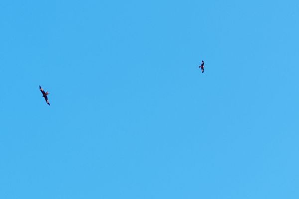 Zwei Rotmilane (Milvus milvus) gleiten in eleganter Synchronität über die weite Landschaft nahe Bad Bevensen. Der charakteristisch gegabelte Schwanz und die schmalen Flügel mit "Fingern" machen diese Greifvögel gut erkennbar. Rotmilane sind typische Bewohner der offenen Kulturlandschaften im Landkreis Uelzen und gelten als auffällige Flugakrobaten.