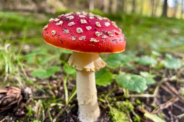 Fliegenpilz im Wald