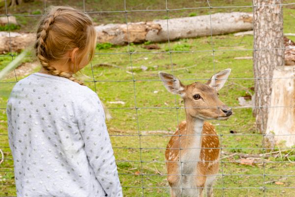 Ein Mädchen beobachtet ein Reh vor einem Wildgehe