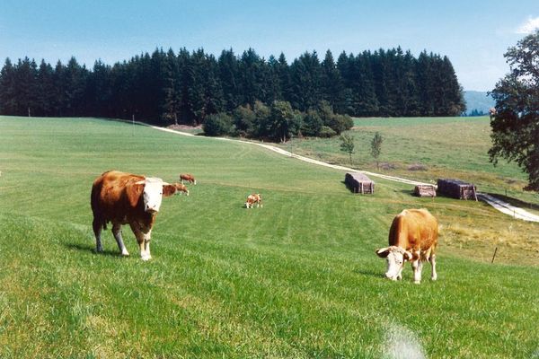 Kühe weiden auf einer großen, sonnigen Wiese. Am Wiesenrand ist in drei Blöcken Holz ordentlich aufgeschichtet. Im Hintergrund beginnt der Wald.