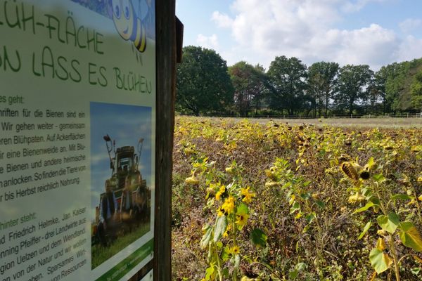 Blühacker mit Informationstafel und blühenden Sonnenblumen bei Suhlendorf.