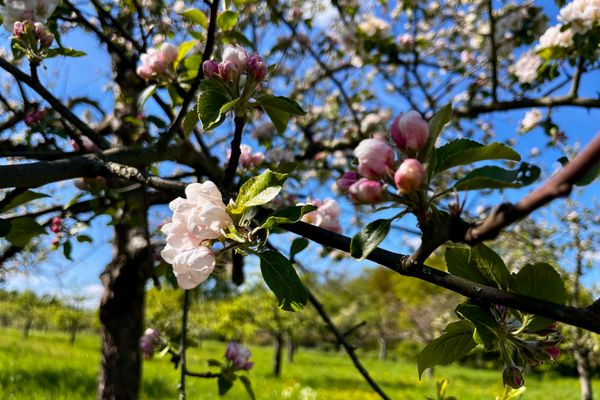 Zweig mit rosa-weißen Apfelblüten vor blauem Himmel und grüner Wiese im Hintergrund