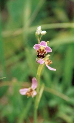 Blüte der Bienenragwurz
